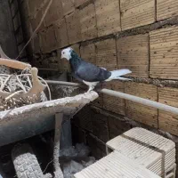 کفتر شازده سیاه کاکلی ماده