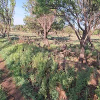 .باغ ۲۰۰۰هزارمتری با ۱.۵ساعت آب از موتور|فروش زمین و ملک کلنگی|قزوین, |دیوار