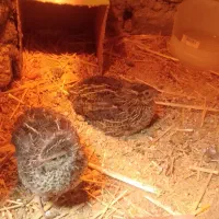 جوجه بلدرچین|حیوانات مزرعه|چناران, |دیوار