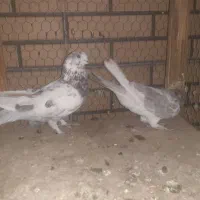 ۳ جفت قناری|پرنده|کاشان, باغ ماجد|دیوار