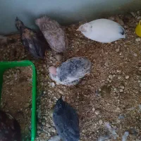 بلدرچین مینیاتوری تخم گذار