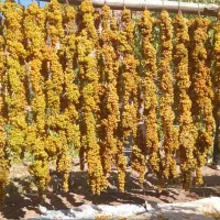گردو کشمش عمده و جزئی|عمده‌فروشی|شیروان (خراسان), |دیوار
