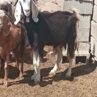 بزماده|حیوانات مزرعه|باوی, |دیوار