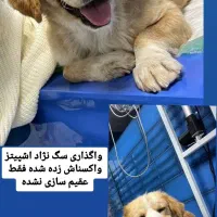 واگذاری سگ