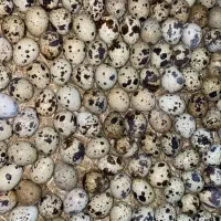 تخم بلدرچین نطفه دار|حیوانات مزرعه|شیروان (خراسان), |دیوار