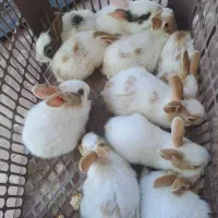 خرگوش|موش و خرگوش|پارس‌آباد, |دیوار
