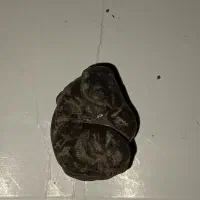 حجر هبهاب اصل