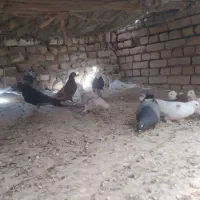 گنجه بر|پرنده|دلیجان, |دیوار