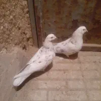 کبوتر|پرنده|کمیجان, |دیوار