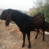 پاچن گوش دراز وگاه و300گیده در لادیز