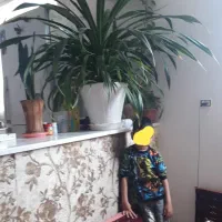 گل پاندانوس بسیار بزرگ