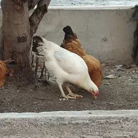 مرغ تخم گذار|حیوانات مزرعه|بندر ترکمن, |دیوار