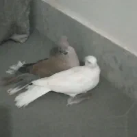 پرنده زینتی|پرنده|فاضل آباد, |دیوار