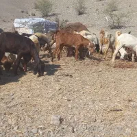 تعداد زیادی بز سالم|حیوانات مزرعه|توکهور, |دیوار