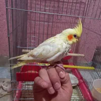 عروس هلندی