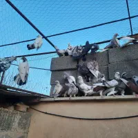 کبوتر اصیل تهرانی|پرنده|هشتگرد, تهران دشت|دیوار