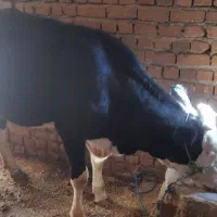 تلیسه سیمنتال