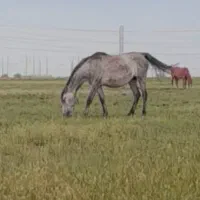 غیزانیه