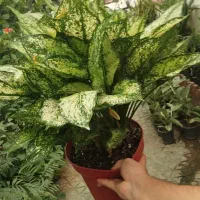 گلهای آپارتمانی|گل و گیاه طبیعی|فولادشهر, مسکن مهر فولادشهر|دیوار