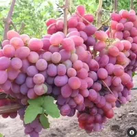 نهالستان گردو دیرگل خوشه ای و صنوبر نگرا و بادام|خدمات باغبانی و درختکاری|قزوین, |دیوار