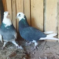 چهار عدد کبوتر