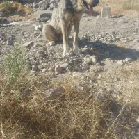 سگ عراقی ماده