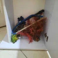 آکواریوم|ماهی|فردیس, ثابتی|دیوار