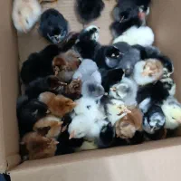 جوجه،غاز،اردک،مرغ