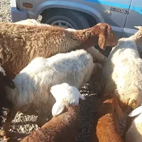 میش داشتی|حیوانات مزرعه|آشخانه, |دیوار