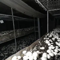 فروش قارچ تازه مستقیم از تولیدکننده|خوردنی و آشامیدنی|رشت, معلم|دیوار