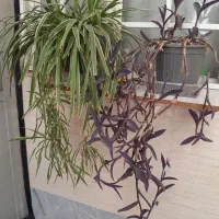 گلهای طبیعی|گل و گیاه طبیعی|نظرآباد, نظرآباد|دیوار