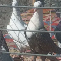 کبوتر رنگی.|پرنده|مبارکه, |دیوار