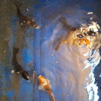 ماهی کوی بزرگ سالم خونگی|ماهی|اصفهان, نصرآباد|دیوار