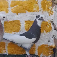 کفتر|پرنده|آبعلی, |دیوار
