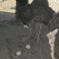 واگذاری یک خانواده مولد شتر مرغ