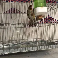 سهره مست دست باز عطیقه قناری