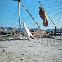 ماده دمب زرد دور چشم دار|پرنده|کرمان, |دیوار