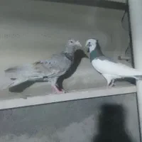 کبوتر