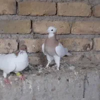 تعدادی  سیاه‌پوش هم‌تک‌هم‌یه‌جایی