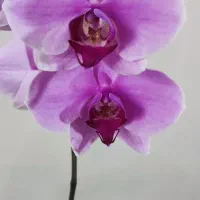گل زیبای ارکیده با گلدان