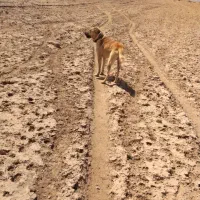 گمشده