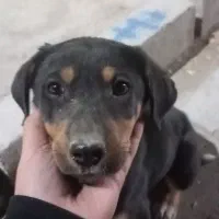 سگ نژاد دار نگهبان|سگ|شیروان (خراسان), |دیوار