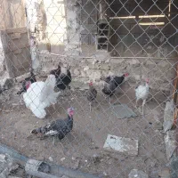 بوقلمون|حیوانات مزرعه|بندر گناوه, |دیوار