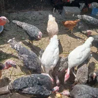 بوقلمون|حیوانات مزرعه|شیراز, کوشک بیدک|دیوار