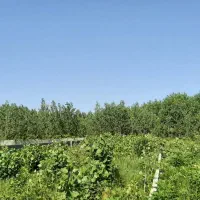 زمین-باغی-795-متری-گالشکلام