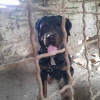 روت فایلر نر