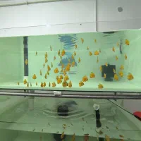 سالن پرورش دیسکس|ماهی|اسلام‌‌آباد غرب, |دیوار