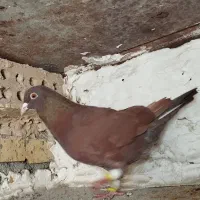 کبوتر سرخ|پرنده|مشهد, شهرک شیرین|دیوار