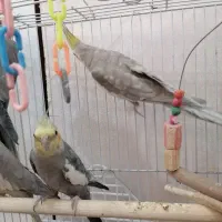 فروش 8عددعروس هلندی  مولد و همراه با جوجه|پرنده|تهران, شهرک طالقانی|دیوار