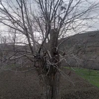 بیل زنی و حرس درخت